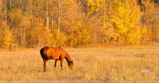 Membership vs. Course: Finding the Right Model for Your Heart-Led Horse Business