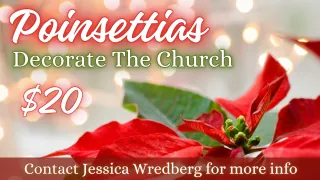 Poinsettias For Church