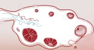 Ovulation: The Main Event