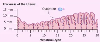The Impact of Endometrial Thickness on Blastocyst Implantation