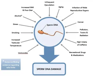 🧬 How Sperm is Made — And Why Motility & Shape Matter