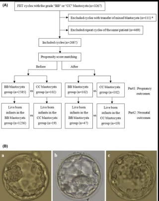 Can a C-Grade Blastocyst Still Lead to Pregnancy? What You Need to Know”