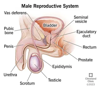 📉 The Silent Decline: How Male Sperm Counts Have Dropped Over the Last 100 Yearslity & Shape Matter
 