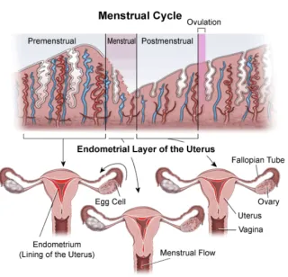 The Critical Role of the Endometrium in IVF Success