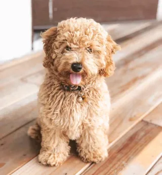 🐾 Just Brought Home a Doodle? Here’s What to Do Next!