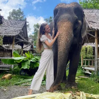 The Ethical Dilemma of Elephant Tourism in Thailand: A Call for Change