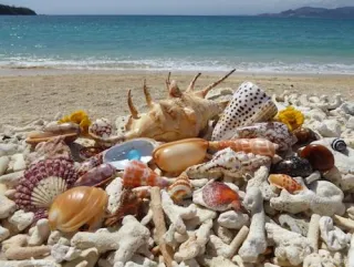 Cone Shells: Pretty, but Potentially Deadly
