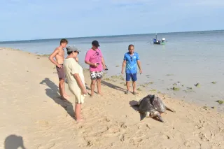 A Sea Turtle on Ban Tai Beach