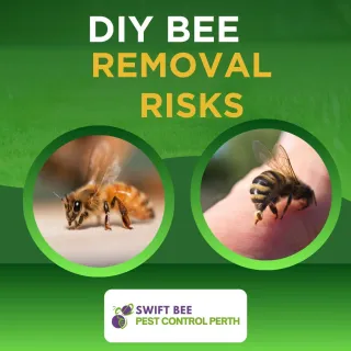 Why DIY Bee Control Can Be Dangerous