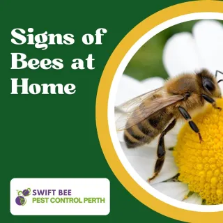 Signs of a Bee Infestation in Your Home