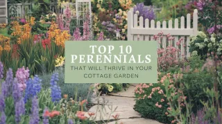 Top 10 Perennials That Will Thrive in Your Cottage Garden