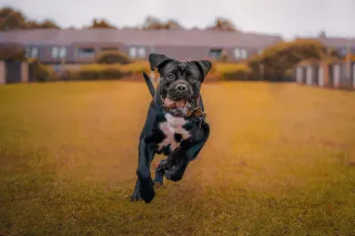 Reasons Cane Corso Isn’t Just Another Typical Dog Breed