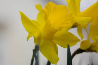 Noticing Nature