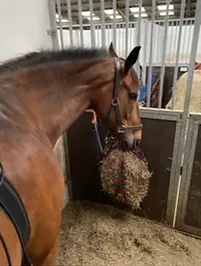 Equine Wound Healing with Indiba - August 12, 2022