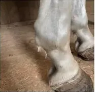 Bilateral Annular Ligament Desmitis – A Case Study