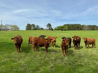 Heifers For Sale