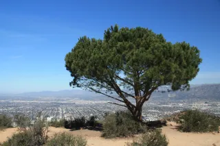 Trail Talk & Skyline Magic: Why Cahuenga Peak & the Wisdom Tree Are LA’s Best Kept Secrets