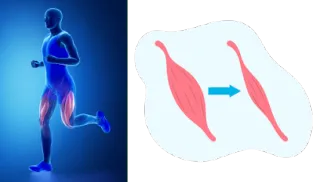 Age Related Muscle Loss: It starts earlier than you may think... Let's Fight It!