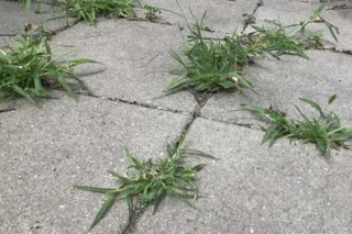 Weeds
