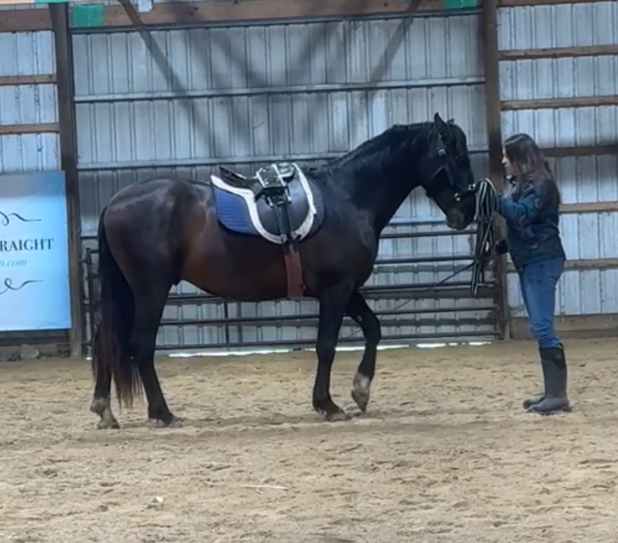 A horse handleable by all?