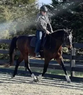 Honoring Today's Horse