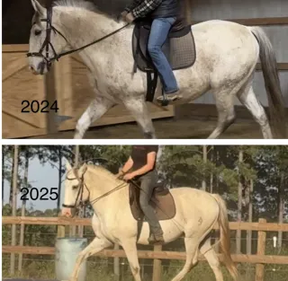 Stride Length vs Speed