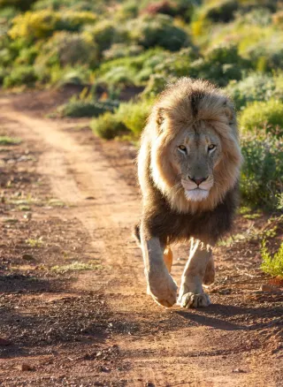 Our Favourite Safaris in South Africa
