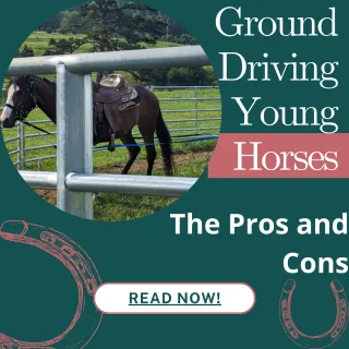 Ground Driving Young Horses - the Pros and Cons