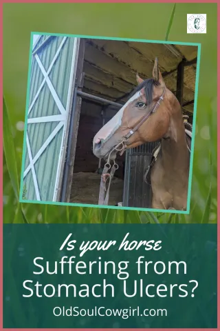 Is Your Horse Suffering from Stomach Ulcers? Learn the Signs and Solutions