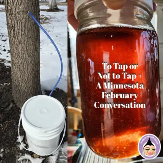 To Tap or Not to Tap A Minnesota February Conversation