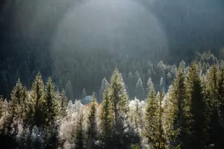 Lessons in Virtue from the Skies: How Birds Inspire Resilience, Purpose & Diligence