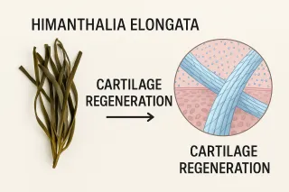 HYMANTALIA ELONGATA : ALGA DEL MARE CHE RIGENERA LA CARTILAGINE