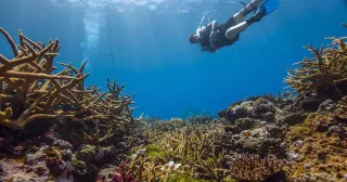 Why we need healthy coral reefs