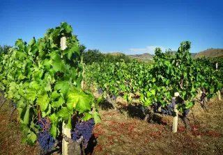 From Gaglioppo to Greco: Exploring Calabria Through Its Indigenous Grapes

