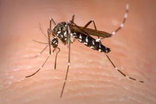 HEALTH: How to prevent mosquito bites — and West Nile virus — this summer