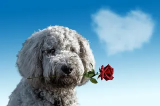 

Celebrating Love: A Valentine's Day Journey

