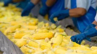 Premier Industrial Maize Products in South Africa