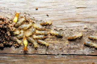 Termite Inspections in Chicagoland: Are They Necessary?