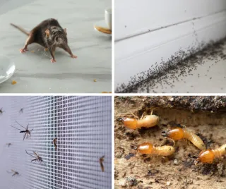 Pests Wake Up in Spring—So Do Inspection Findings