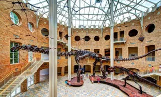 🌳Explore Fernbank Museum: Atlanta’s Gateway to Natural Wonder