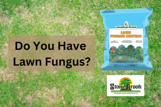 How to Prevent and Control Summer Patch Lawn Fungus in New Jersey