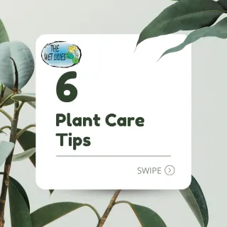 Essential Plant Care Tips for Thriving Greens.