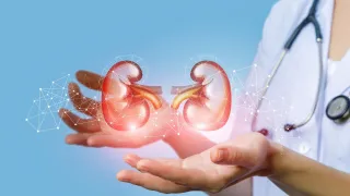Some of the roles of the kidney