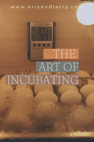 The Art of Incubating Eggs and the Homesteader's Guide to Raising Chickens