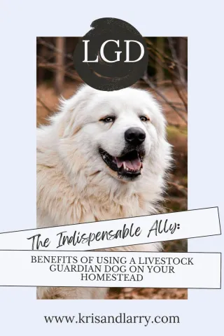 Ally on your homestead - LGD