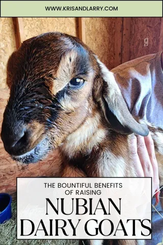 Nubian Dairy goats