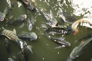 What is Aquaponics?