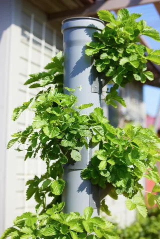 What is Hydroponics? A Comprehensive Guide for Homesteaders
