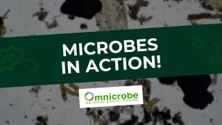 The Power of Soil Enhancing and Wastewater Treatment Microbes & Enzymes