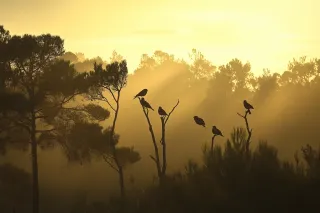 The Dawn Symphony: Why Birds Sing at Sunrise and What It Means for Your Wellbeing